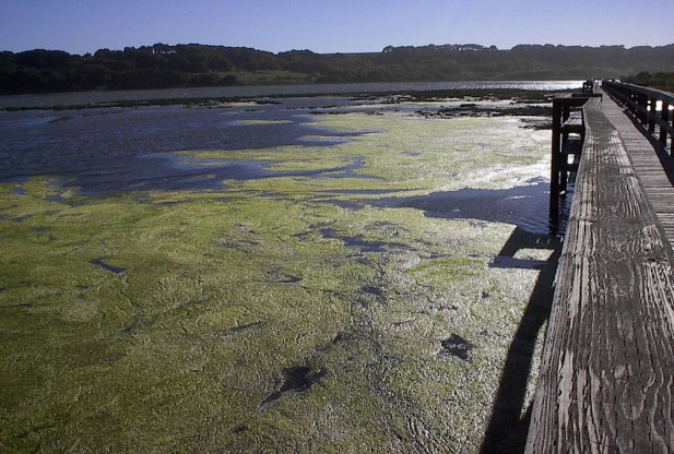 Image Caption: Superoxide-producing bacteria live in dark places like the depths of Elkhorn Slough, California. Credit: Scott Wankel, WHOI 